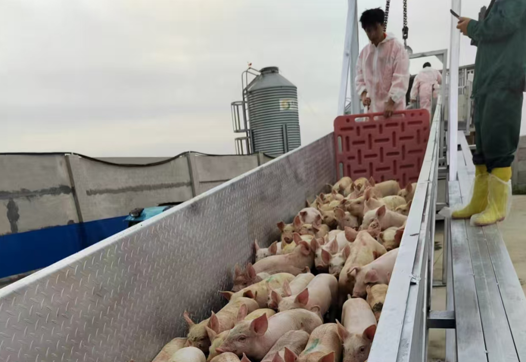 金狮贵宾会·宾至如归尊贵显赫(中国)官方网站